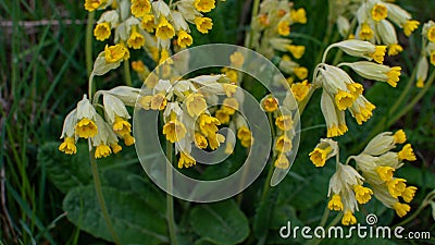 Several real cowslips grow in a meadow Stock Photo