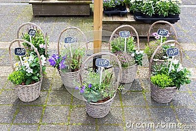 Several reed baskets with flowering plants on ground Stock Photo