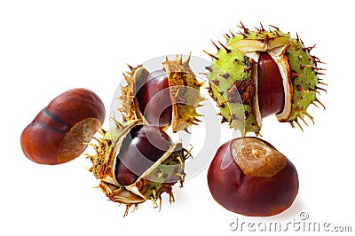 Several ripe chestnuts on a white background. Stock Photo