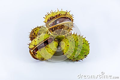 Several ripe horse chestnuts Stock Photo