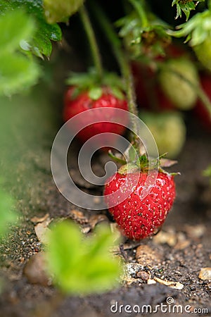 Several ripe strawberries ripened on a bush. Stock Photo