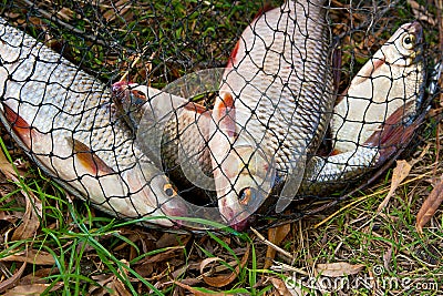 Several of roach fish on the withered grass. Stock Photo