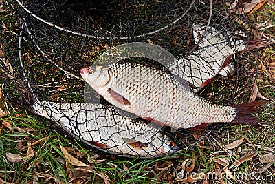 Several of roach fish on the withered grass. Stock Photo