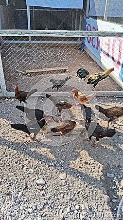 several roosters having lunch together Stock Photo