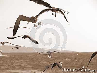 Several seagulls flying above the sea shore monochrome Stock Photo