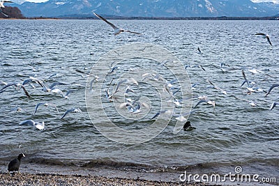 Several seagulls flying on the lake with movement blur Stock Photo