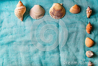 Seashells arranged on cian cloth background Stock Photo