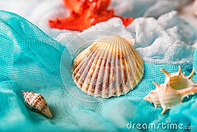 Seashells and starfish on cian and white cloth Stock Photo
