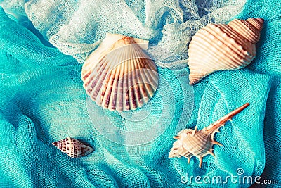 Seashells on cian and white cloth background Stock Photo