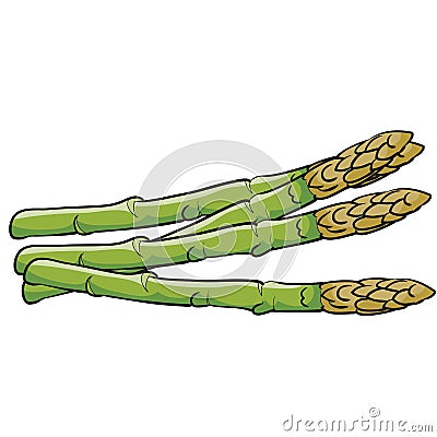 Several sprigs of ripe asparagus in green color, isolated object on white background, vector illustration Vector Illustration