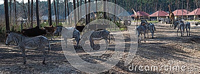 several steppe and savanna animals such as zebras, african cattle, giraffes and an ostrich are located on sandy ground in a zoo Stock Photo