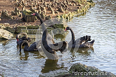 Several swans 1 Stock Photo