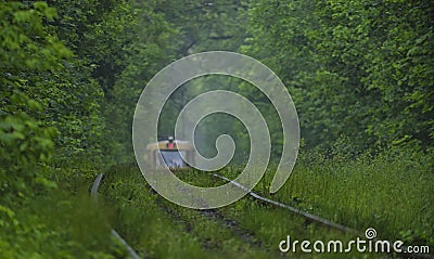 Several thin grass blades on the rails in the forest. Stock Photo