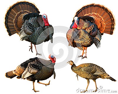 Several Turkey toms strutting Stock Photo