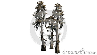 Several various Bald Cypress trees in the autumn Stock Photo