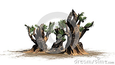 Several various Bristlecone Pine trees Stock Photo