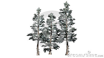 Several various Colorado Blue Spruce trees in the winter Cartoon Illustration