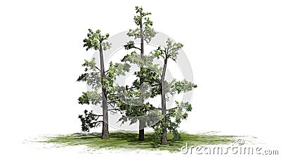 Several various Eastern White Pine trees Stock Photo