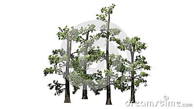 Several various Eastern White Pine trees Stock Photo