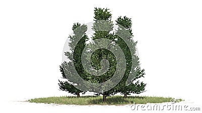 Several various Fraser Fir trees Stock Photo