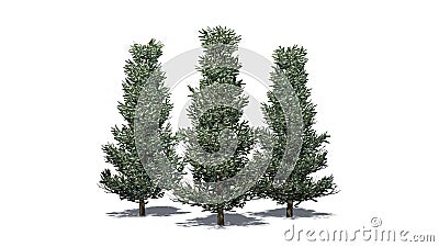 Several various Fraser Fir trees in the winter Stock Photo
