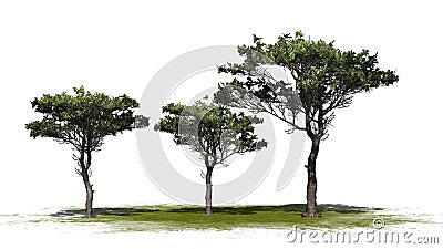 Several various Italian Stone Pine trees Stock Photo