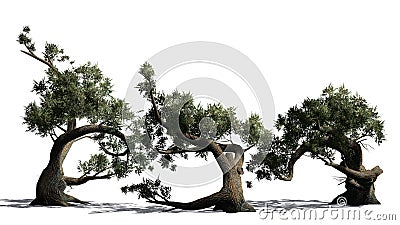 Several various Jeffrey Pine trees Stock Photo