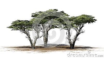 Several various Monterey Cypress trees Stock Photo