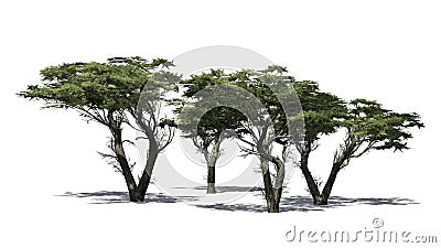 Several various Monterey Cypress trees Stock Photo