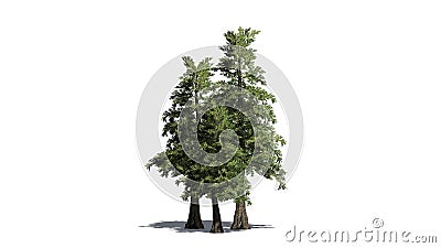 Several various Western Red Cedar trees Stock Photo