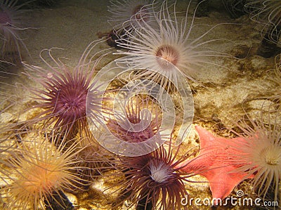 Several water colors and red starfish Stock Photo