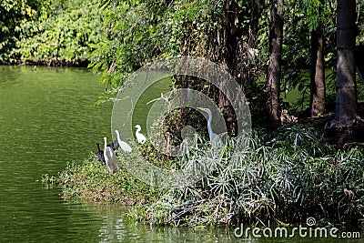 Several white swans. island in river. Atlantic forest Stock Photo