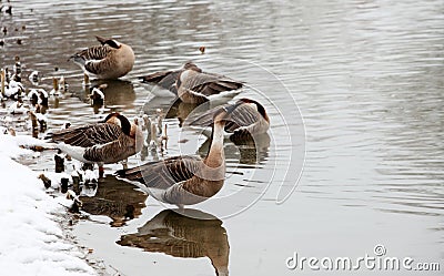 Several wild geese are taking a rest on the snow-covered shore. Stock Photo