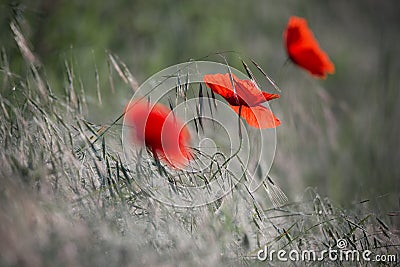 Several Wild Red Poppy On A Green Wheat Field In Dewdrops. Stock Photo