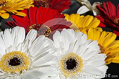 Several yellow red and white flowers Stock Photo