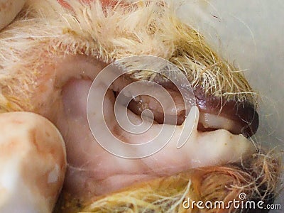 Severe anemia in a intoxicated puppy with rodenticides at the necropsy Stock Photo