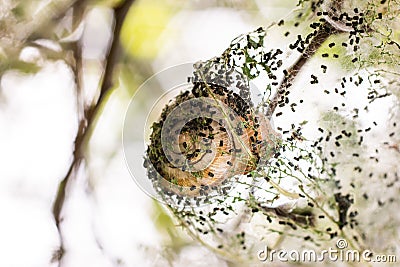 Severe caterpillar silk web infestation on a plum tree close up macro shot Stock Photo