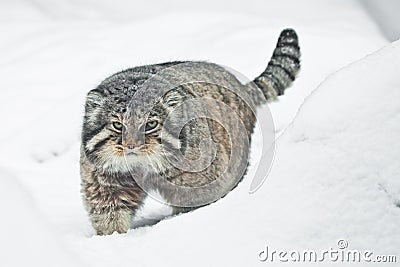 But severe fluffy and angry wild cat Manul threateningly goes sideways, white snow background Stock Photo