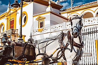 Seville Real Maestranza bullring plaza toros de Sevilla in andalusia Spain Editorial Stock Photo