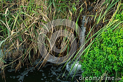 Sewage flows into the lake from the territory of a large plant. Leaking dirty water from the sewer. Environmental pollution. Stock Photo