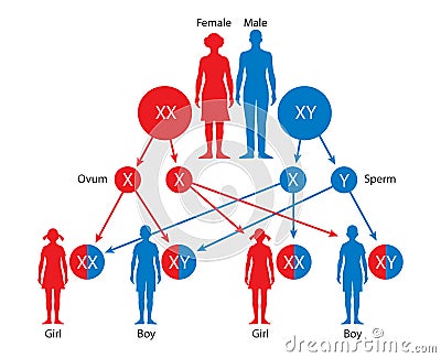 Sex Determination in Humans. Gender determination Stock Photo