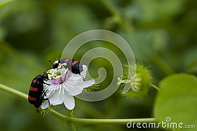 Sexton or burying beetle Stock Photo