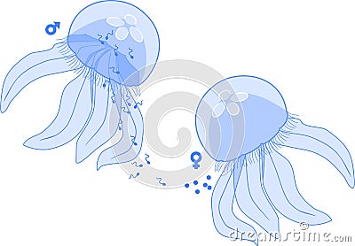 Sexual reproduction in jellyfish: output of male and female gametes Stock Photo