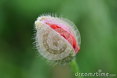 Poppy: nature! Stock Photo