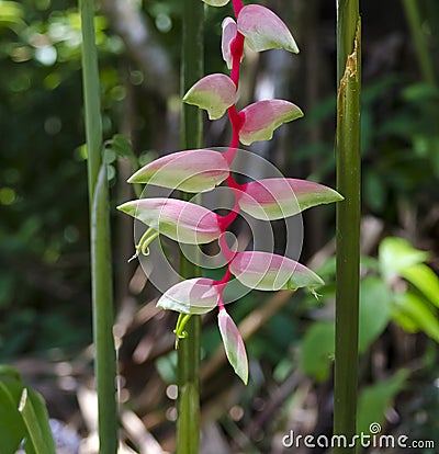 Pink Heliconia Stock Photo