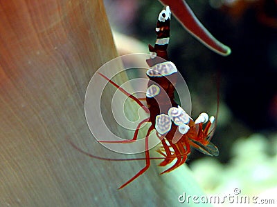 Shrimp (Thor amboinensis) Stock Photo