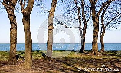 Tree Trunks Stock Photo