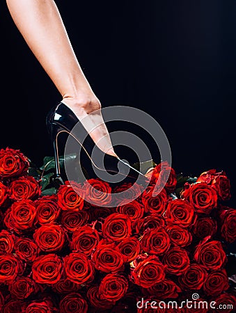 Sexy woman legs with rose petals. Healthy Womans Legs and Rose over black. Veins, varicose veins, female health. Stock Photo