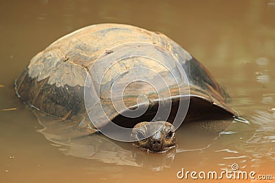 Seychelles giant tortoise Stock Photo