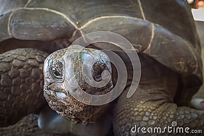 Seychelles giant tortoise Stock Photo